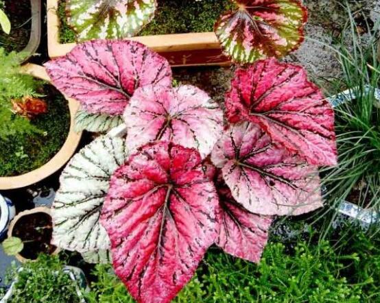 盆栽海棠花的種類，盤點最令人賞心悅目六大種類