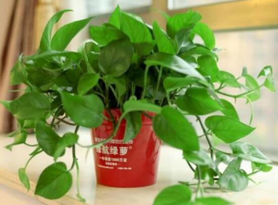 綠蘿怎么養(yǎng)長得快茂密，綠蘿的養(yǎng)殖方法