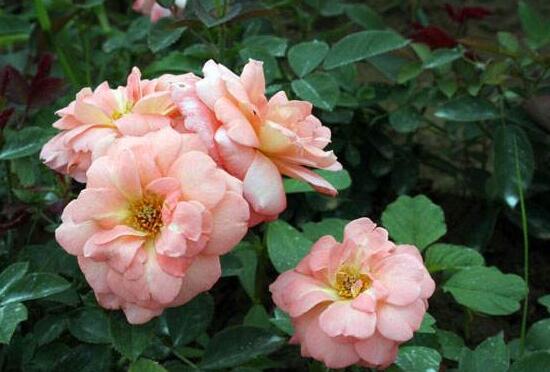 月季花有幾種顏色，月季花品種圖片大全