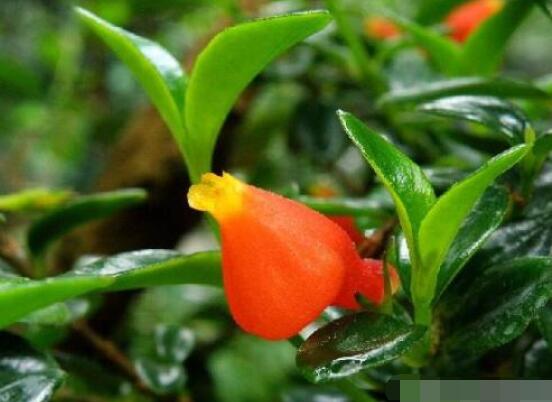 金魚(yú)吊蘭好養(yǎng)嗎，選擇好盆土是關(guān)鍵/施肥澆水光照合適