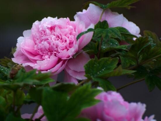 牡丹花為什么不能進(jìn)家門，生長(zhǎng)環(huán)境不適/風(fēng)水氣勢(shì)強(qiáng)大(危害性強(qiáng))