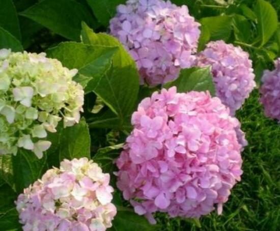 繡球花只長葉子不開花，做好四點解決辦法便花開爆盆