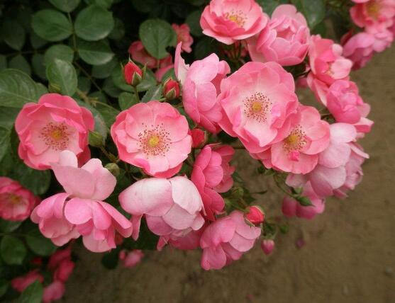 藤本月季和薔薇的區(qū)別，刺大的是藤本月季（三種區(qū)別方法）