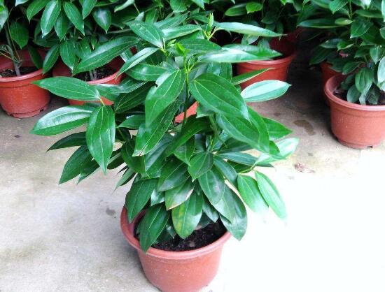 平安樹(shù)擺放什么位置好，平安樹(shù)的擺放禁忌