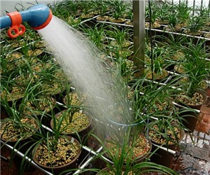 夏冬季給蘭花澆水溫差太大怎么辦