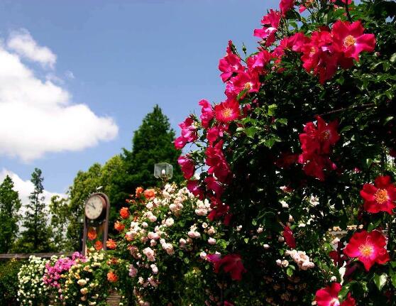 薔薇花冬天掉葉子是怎么回事，冬天掉葉子解決辦法