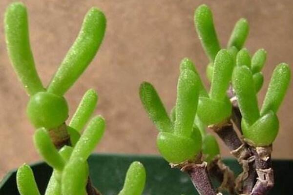 碧光環(huán)花語是什么，碧光環(huán)—可愛的精靈