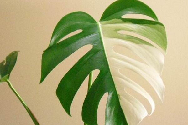 龜背竹哪個品種好看，推薦以下5個品種