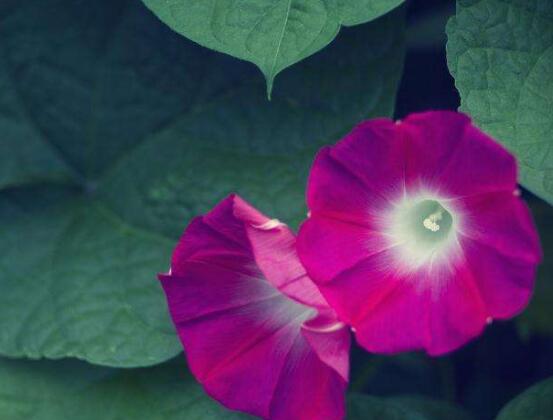 牽?；ǖ姆N植方法，教你簡(jiǎn)單易學(xué)的四種基本步驟