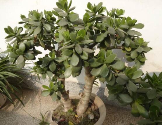 植物燕子掌有毒嗎，無毒與有毒需待進(jìn)一步科學(xué)考證(證據(jù)不足)