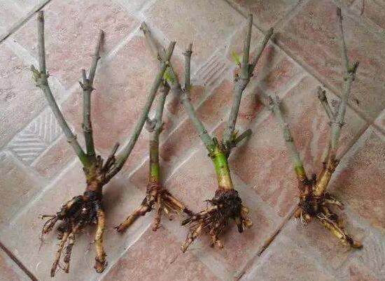 梔子花爛根還能活嗎，梔子花爛根怎么辦