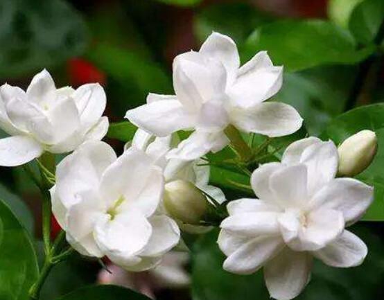 茉莉花什么時(shí)候修剪整枝最好，春秋生長(zhǎng)期、春季前休眠期修剪最好