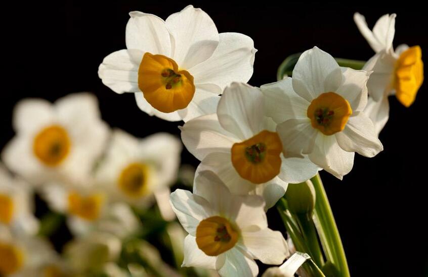 水仙花為什么要切球，有利于生長(zhǎng)并且長(zhǎng)得健壯