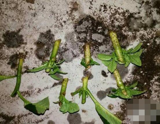 繡球花扦插方法圖解，老農(nóng)教你三點基本步驟