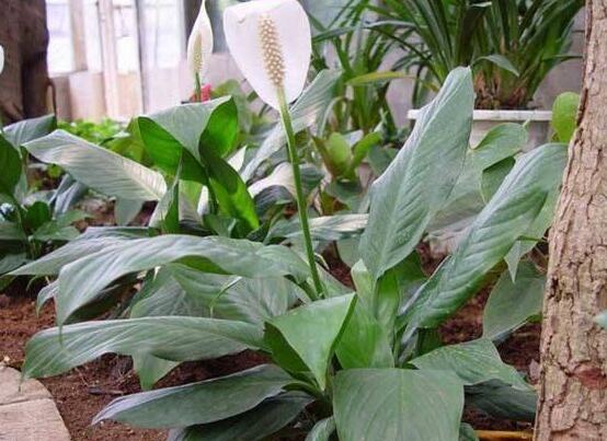 一帆風順土培改水培，做好這六大要點即可快速水培生根