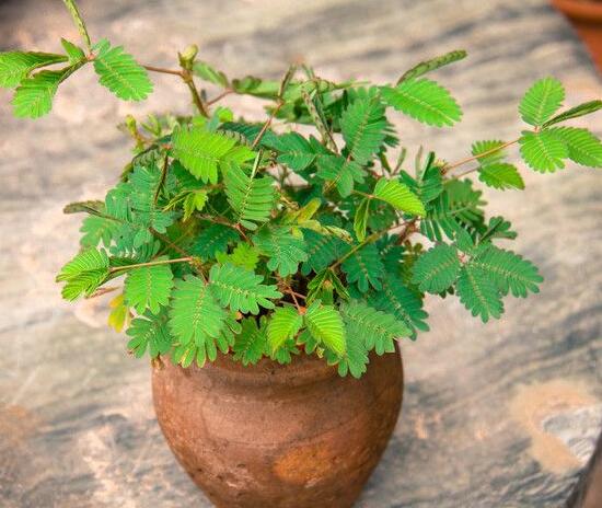 含羞草長(zhǎng)什么樣子，含羞草的特點(diǎn)是什么