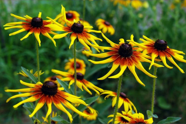 黑心菊怎么養(yǎng)殖，做好以下4點(diǎn)是關(guān)鍵