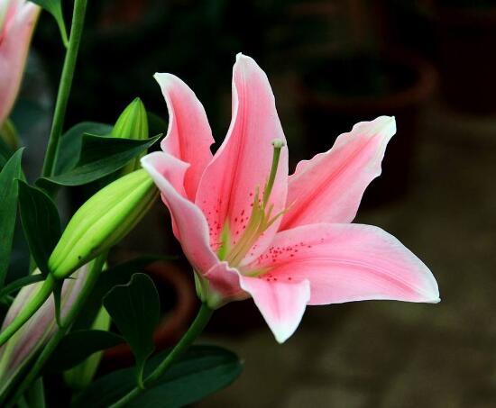 百合花放在室內(nèi)有毒嗎，花香導(dǎo)致失眠、惡心，煩亂(無(wú)毒)