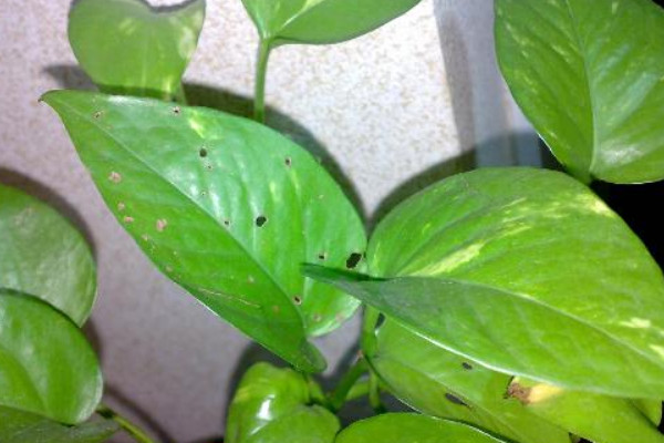 冬天綠蘿葉子有黑斑的原因，低溫缺光/盆土過濕等