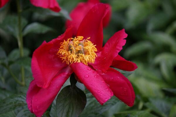 芍藥花常見病害是什么，4種病害以及防治方法