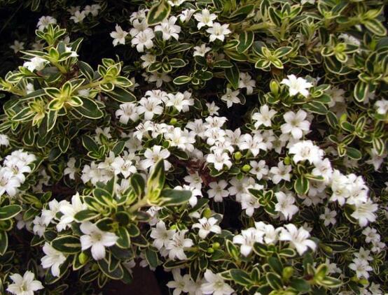 六月雪盆景怎么養(yǎng)，六月雪盆景養(yǎng)殖方法