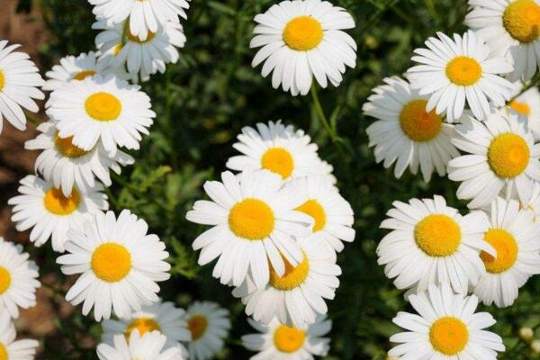 雛菊葉子蔫了怎么辦，找到原因及時(shí)進(jìn)行處理