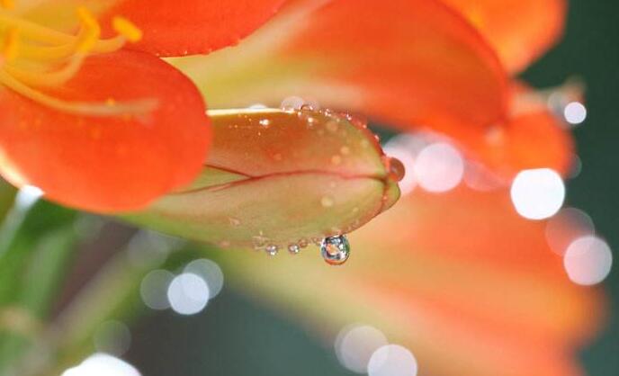 君子蘭葉子發(fā)黃腐爛該怎么辦，要從澆水過(guò)多和施肥過(guò)多等原因追查