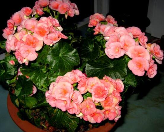 盆栽海棠花的種類，盤點最令人賞心悅目六大種類