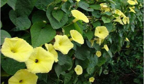 牽?；ǖ幕ㄕZ是什么，牽?；ù碇鴲矍椤⒗潇o、虛幻、愛情永固