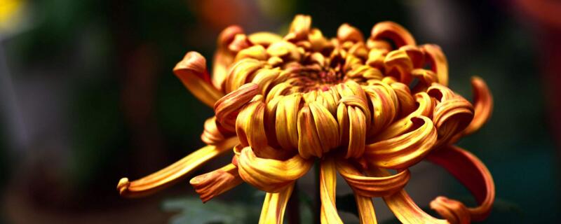 菊花冬天會(huì)凍死嗎