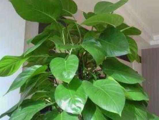 大葉綠蘿的養(yǎng)殖方法和注意事項，老農(nóng)總結(jié)七大養(yǎng)殖方法