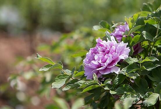 牡丹花怎么澆水，牡丹花澆水方法