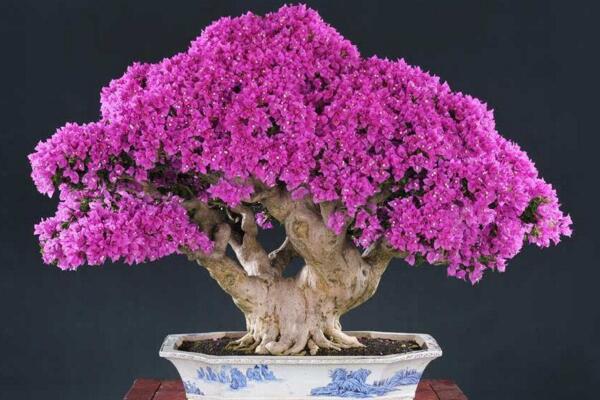 三角梅的養(yǎng)殖方法和注意事項(xiàng)，必須要掌握的要點(diǎn)