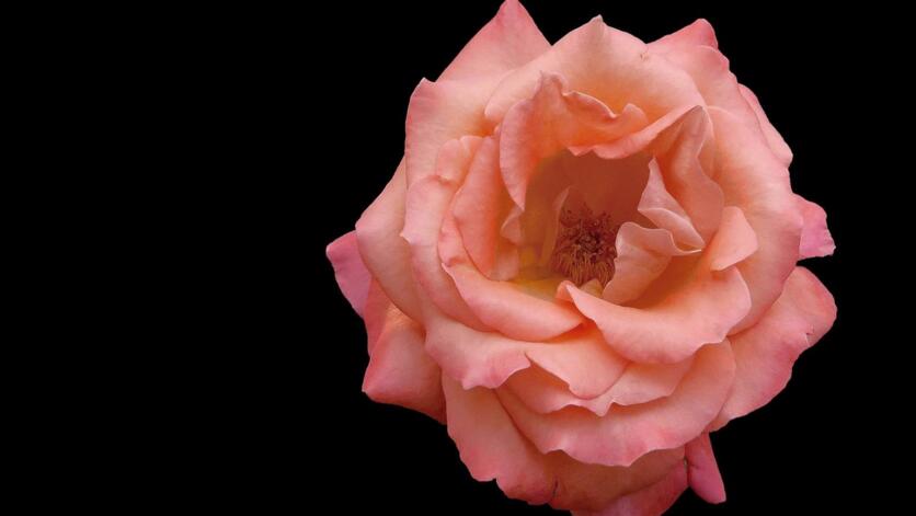 玫瑰和月季的區(qū)別，介紹六種不同區(qū)別方法