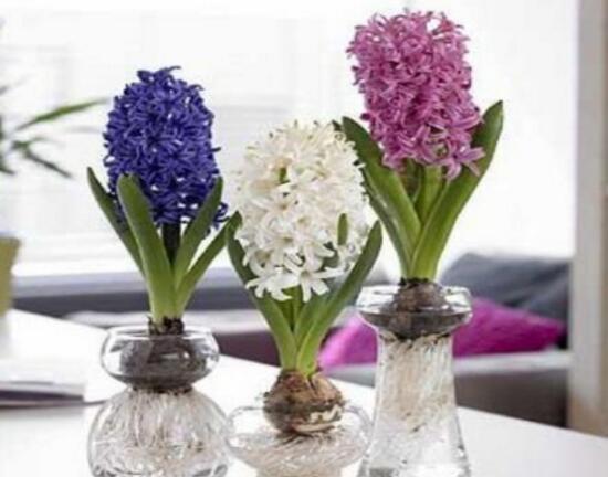 風(fēng)信子什么時(shí)候開花，風(fēng)信子開花后怎么處理