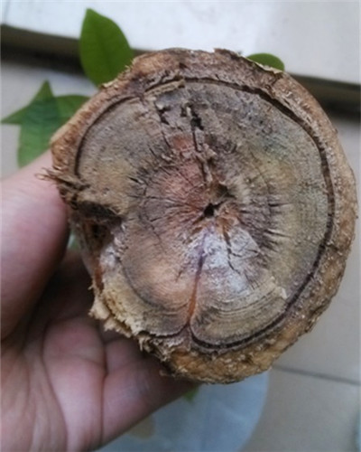 發(fā)財樹根部腐爛后改水培方法圖解