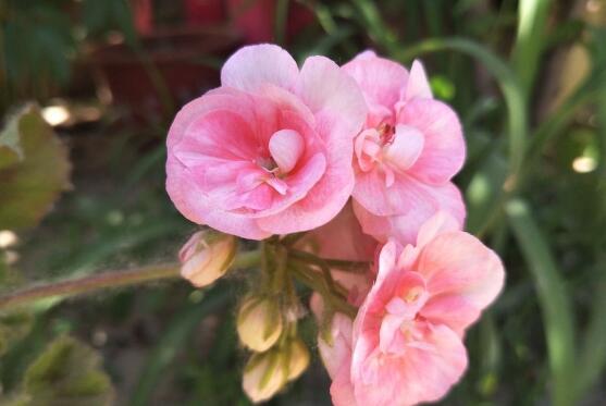 天竺葵的功效與作用，盤點(diǎn)天竺葵七大功效與作用