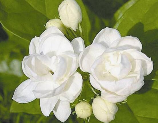 茉莉花爛根了怎么辦，換土換盆洗凈重新種植