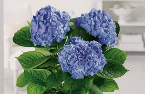 繡球花可以水培嗎，繡球花怎么在花瓶里養(yǎng)
