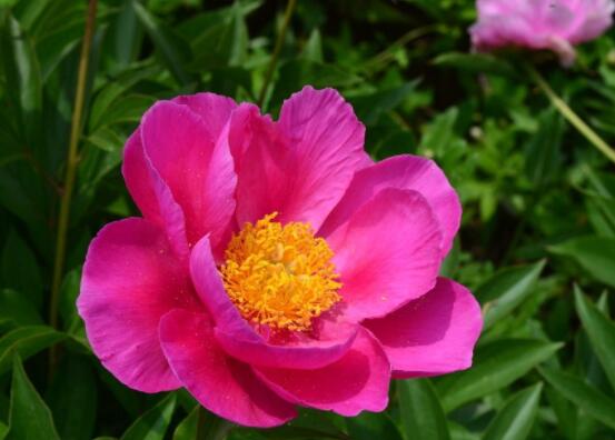 芍藥花的養(yǎng)殖方法，老農(nóng)總結最實用八大養(yǎng)殖方法