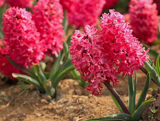 風(fēng)信子有什么藥用價(jià)值，風(fēng)信子的功效與作用