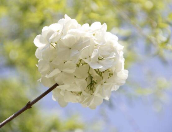 繡球花為什么不開花，教你六種好方法花開爆盆