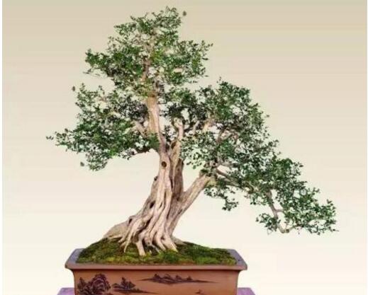 九里香的養(yǎng)殖方法和修剪，光照土壤要嚴(yán)控