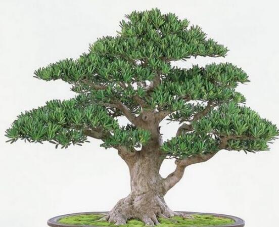 羅漢松寓意是什么，意著招財進寶、長壽吉祥(美好)