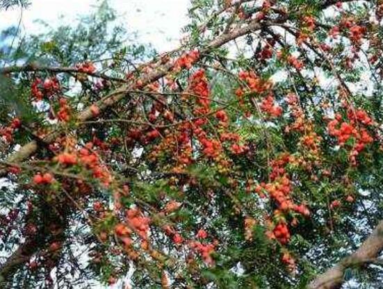 紅豆杉掉葉子是什么原因，六大辦法恢復茂盛