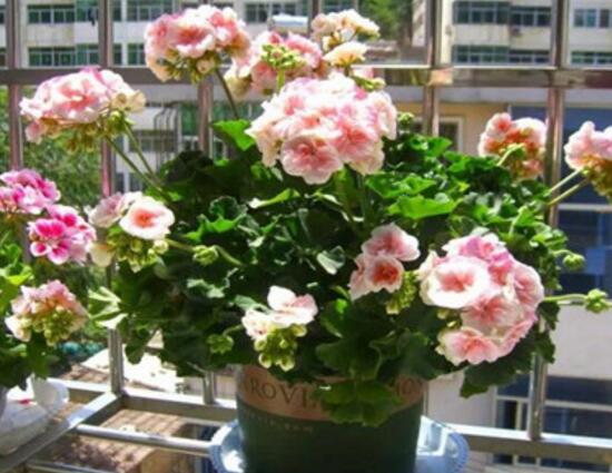 天竺葵夏天怎么澆水，天竺葵的澆水方法