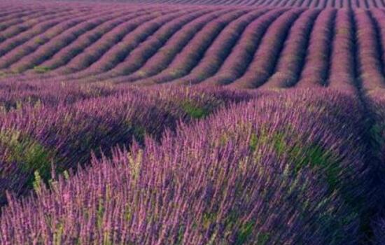 薰衣草怎么澆水，薰衣草多久澆一次水/三天澆一次