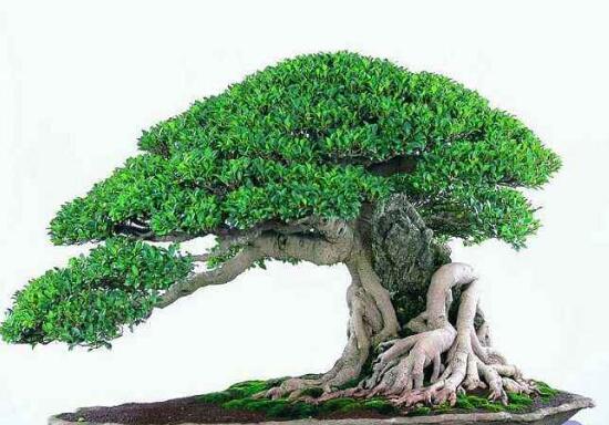 榕樹盆景冬天怎么養(yǎng)，盆景榕樹冬季注意事項(xiàng)