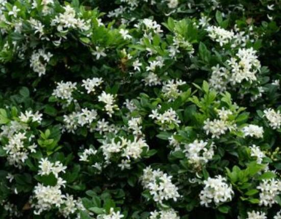 九里香盆景修剪，老農(nóng)總結(jié)四大基本步驟(摘心/摘芽/修枝/摘葉)