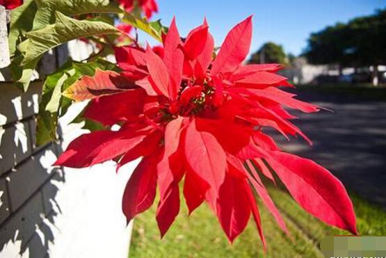 一品紅葉子發(fā)黃脫落怎么辦，輕松掌握六招就可解決